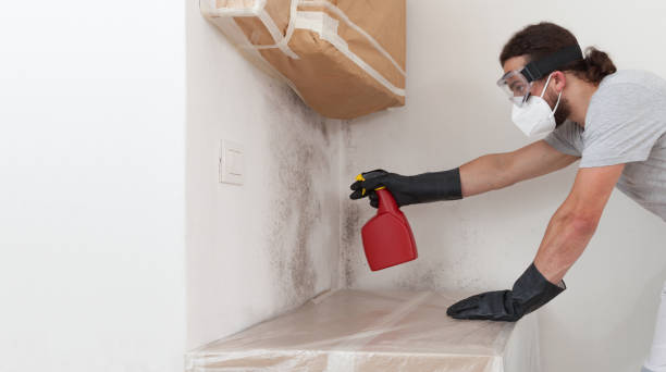 Basement Mold Remediation treatment on basement walls in Happy Valley