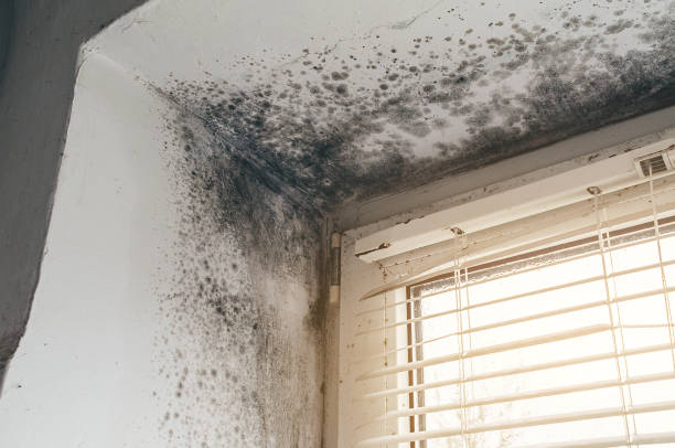 Mold Removal service in Happy Valley